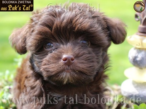 Bolonka Zwetna-Welpe Braun / Filly aus Puk's Tal