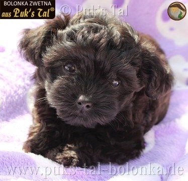 Bolonka Zwetna-Welpe Schwarz / Fiona aus Puk's Tal