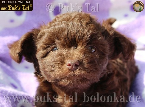 Bolonka Zwetna-Welpe Braun / Fridolin aus Puk's Tal