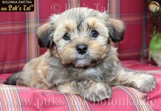 Bolonka Zwetna-Welpe Gold-Zobel / Gandino aus Puk's Tal