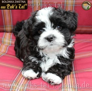 Bolonka Zwetna-Welpe Schwarz-Weiß / Gizmo aus Puk's Tal