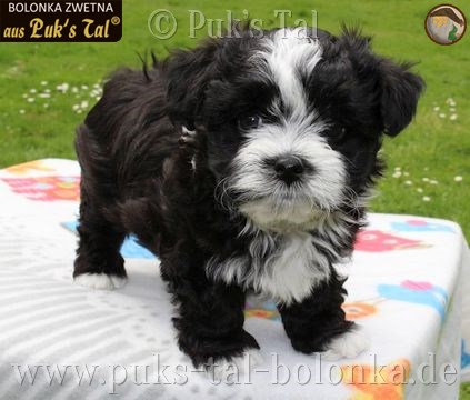 Bolonka Zwetna-Welpe Schwarz-Weiß / Gizmo aus Puk's Tal
