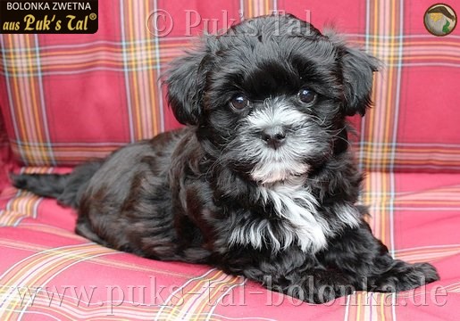 Bolonka Zwetna-Welpe Schwarz-Weiß / Greta aus Puk's Tal