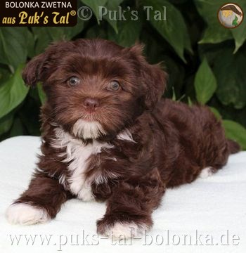 Bolonka Zwetna-Welpe Braun / Hanni aus Puk's Tal