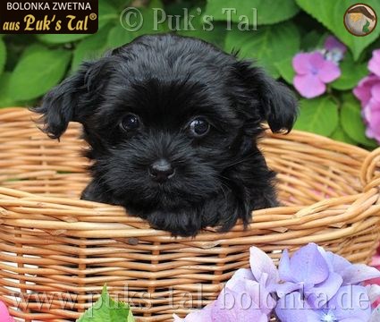 Bolonka Zwetna-Welpe Schwarz / Heidi aus Puk's Tal