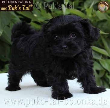 Bolonka Zwetna-Welpe Schwarz / Heidi aus Puk's Tal