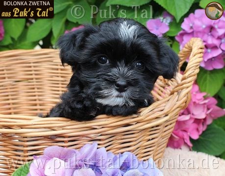 Bolonka Zwetna-Welpe Schwarz-Weiß / Hilda aus Puk's Tal