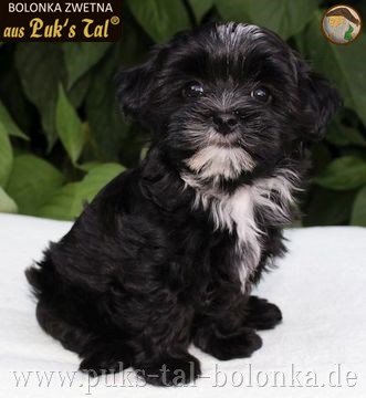 Bolonka Zwetna-Welpe Schwarz-Weiß / Hilda aus Puk's Tal