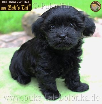 Bolonka Zwetna-Welpe Schwarz / Ilvy aus Puk's Tal
