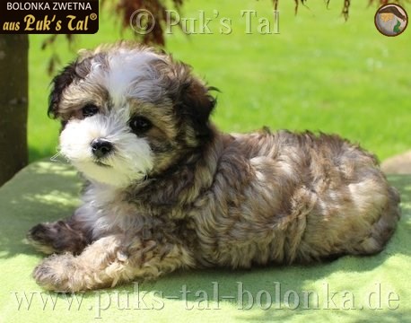 Bolonka Zwetna-Welpe Creme-Zobel / Jara aus Puk's Tal
