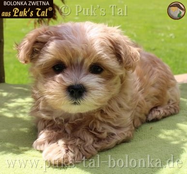 Bolonka Zwetna-Welpe Champagner / Jolene aus Puk's Tal