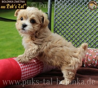 Bolonka Zwetna-Welpe Champagner / Jolene aus Puk's Tal