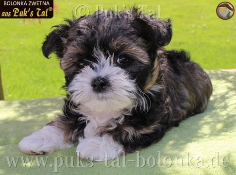 Bolonka Zwetna-Welpe Creme-Zobel / Jule aus Puk's Tal