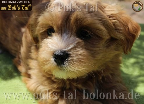 Bolonka Zwetna-Welpe Apricot / Juri aus Puk's Tal