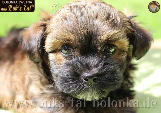 Bolonka Zwetna-Welpe Rotgold-Zobel / Krümel aus Puk's Tal