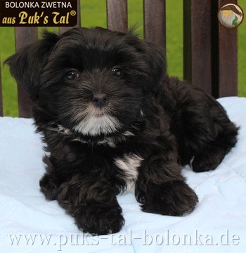 Bolonka Zwetna-Welpe Schwarz-Weiß / Lenny aus Puk's Tal
