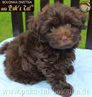 Bolonka Zwetna-Welpen aus Puk's Tal