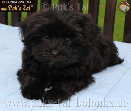 Bolonka Zwetna-Welpe Schwarz / Loopy aus Puk's Tal