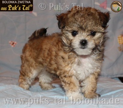 Bolonka Zwetna-Welpe Creme-Zobel / Minnie aus Puk's Tal