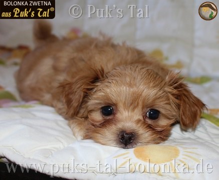 Bolonka Zwetna-Welpe Pippa aus Puk's Tal