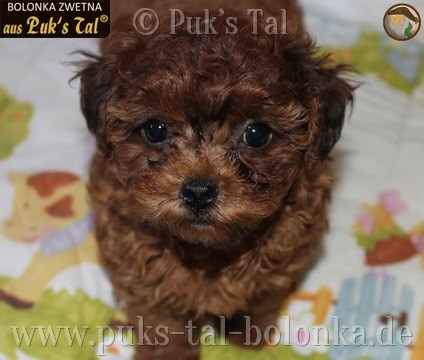 Bolonka Zwetna-Welpe Polly aus Puk's Tal