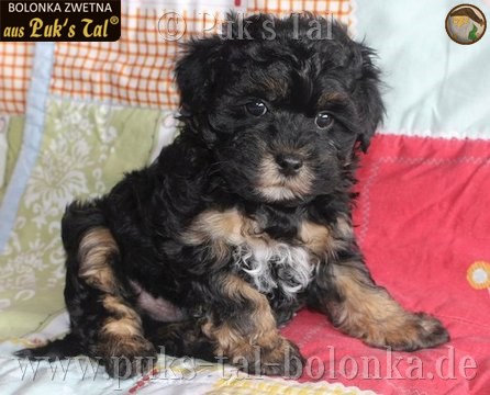Bolonka Zwetna-Welpe Quincy aus Puk's Tal