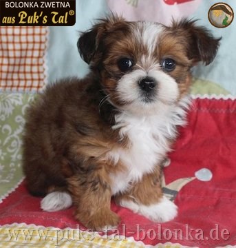 Bolonka Zwetna-Welpe Robin aus Puk's Tal