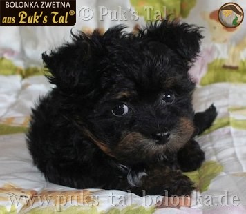 Bolonka Zwetna Romeo aus Puk's Tal