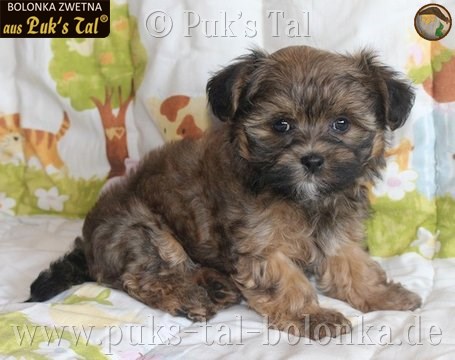 Bolonka Zwetna-Welpe Rosalie aus Puk's Tal
