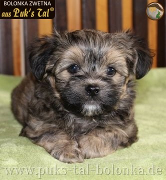 Bolonka Zwetna-Welpe Snoopy aus Puk's Tal