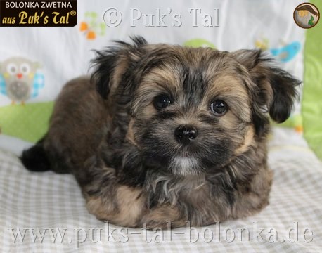 Bolonka Zwetna-Welpe Snoopy aus Puk's Tal