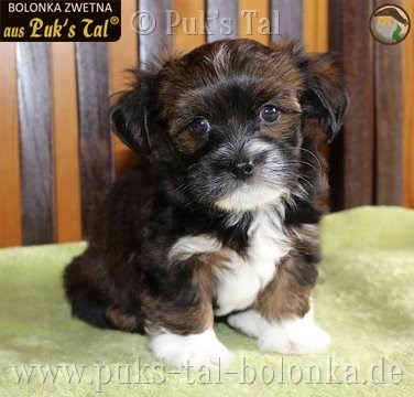 Bolonka Zwetna-Welpe Socke aus Puk's Tal