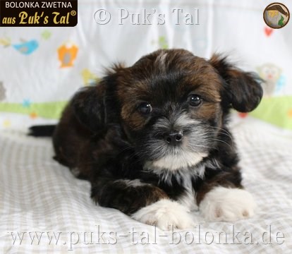 Bolonka Zwetna-Welpe Socke aus Puk's Tal