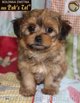 Bolonka Zwetna-Welpe Teddy aus Puk's Tal