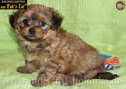 Bolonka Zwetna-Welpe Teddy aus Puk's Tal