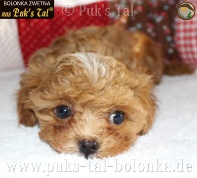 Bolonka Zwetna-Welpe Valentin aus Puk's Tal