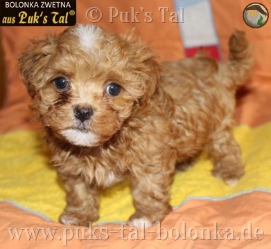 Bolonka Zwetna-Welpe Valentin aus Puk's Tal