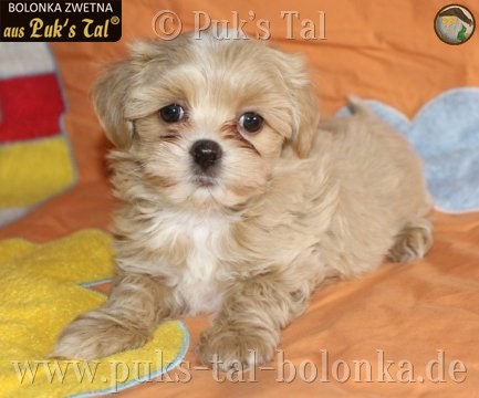 Bolonka Zwetna-Welpe Vino aus Puk's Tal