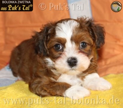 Bolonka Zwetna-Welpe Violetta aus Puk's Tal