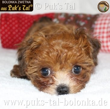 Bolonka Zwetna-Welpe Vivy aus Puk's Tal