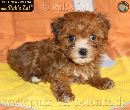 Bolonka Zwetna-Welpe Vivy aus Puk's Tal
