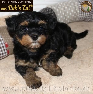 Bolonka Zwetna-Welpe Wilma aus Puk's Tal
