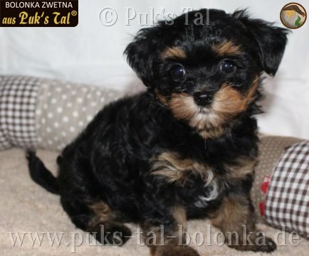 Bolonka Zwetna-Welpe Wilma aus Puk's Tal