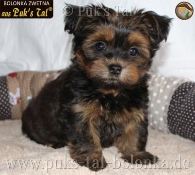 Bolonka Zwetna-Welpe Winnie aus Puk's Tal
