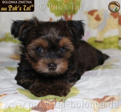 Bolonka Zwetna-Welpe Winnie aus Puk's Tal