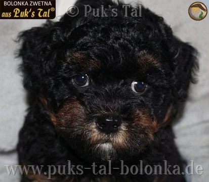 Bolonka Zwetna-Welpe Xeno aus Puk's Tal