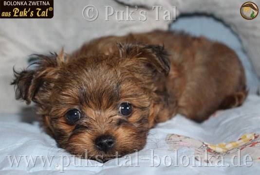 Bolonka Zwetna-Welpe Yona aus Puk's Tal